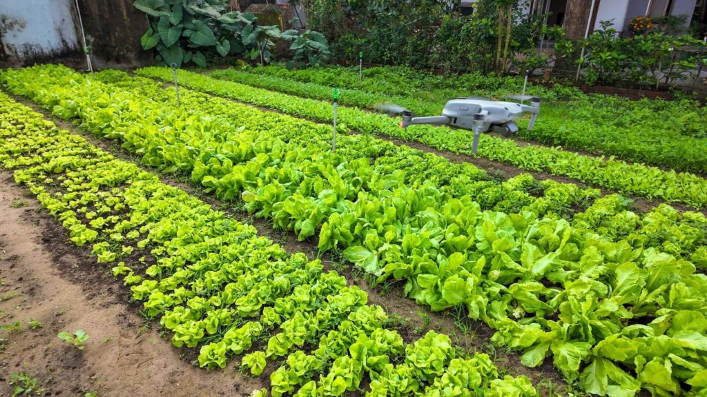 A drone surveys a lettuce farm, illustrating modern agricultural technology and sustainable farming practices_ Innovative agritech solutions
